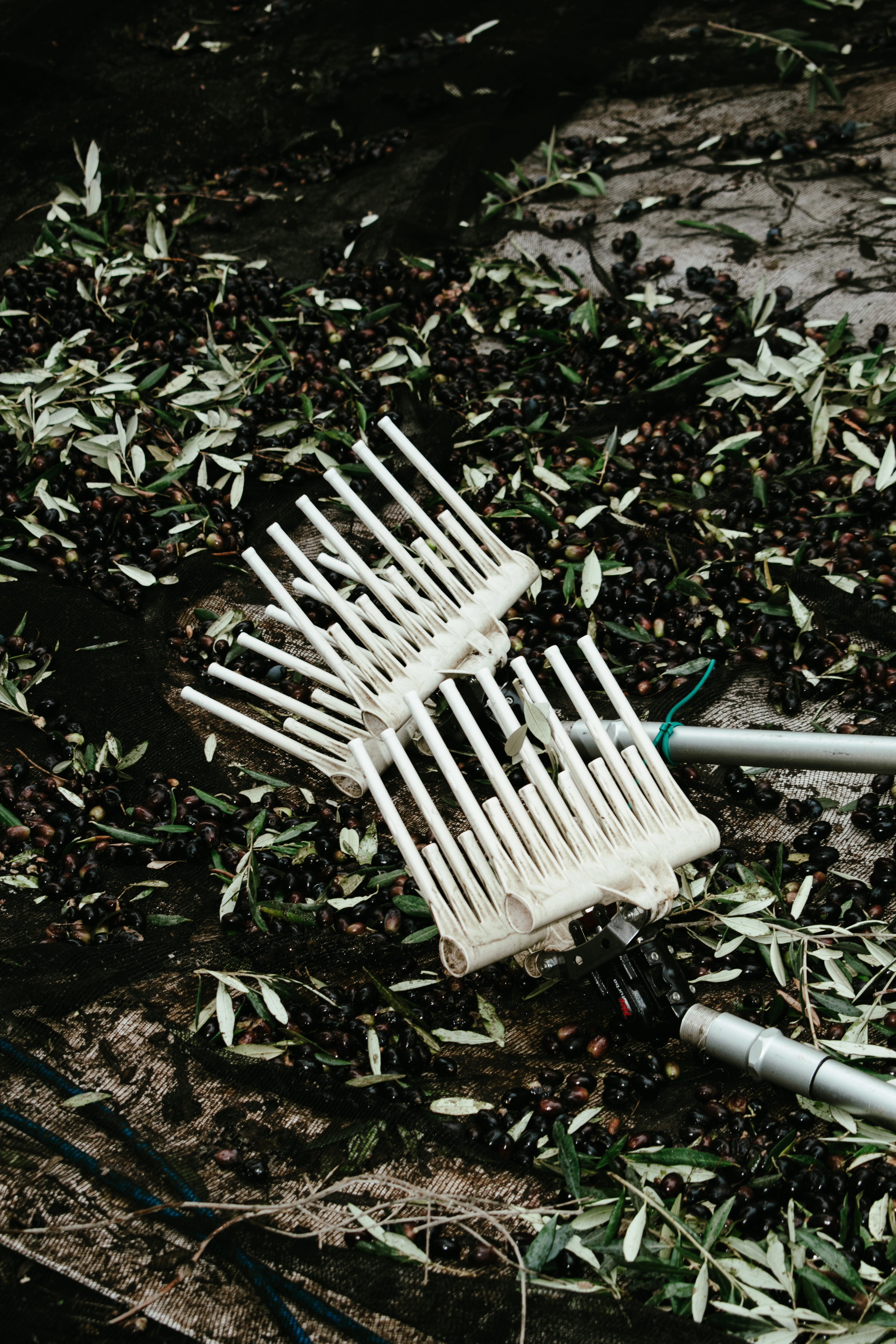 Fino — image 03